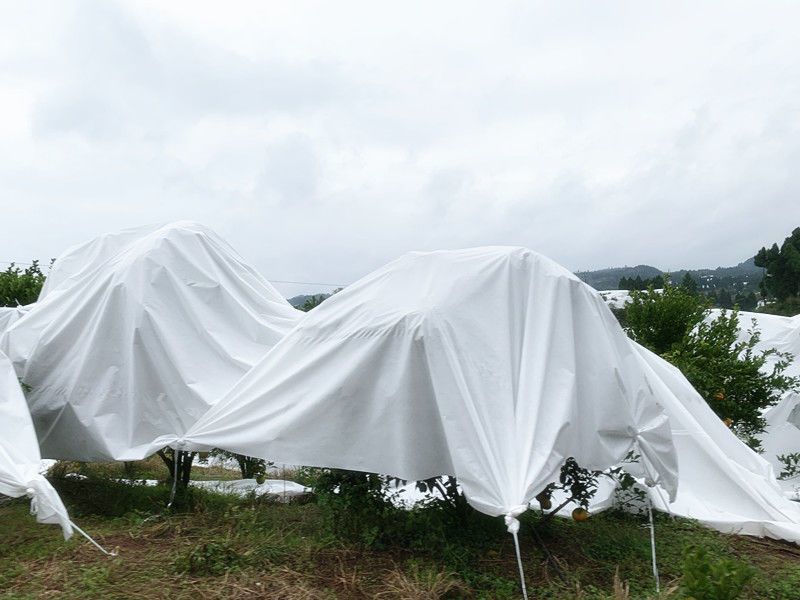 果树防雨布，樱桃、脆李抗暴晒材质，支持定制可循环使用