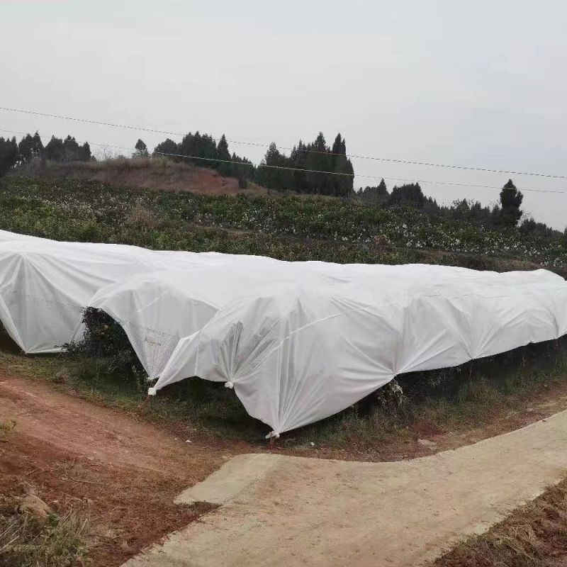 果树防雨布，樱桃、脆李抗暴晒材质，支持定制可循环使用