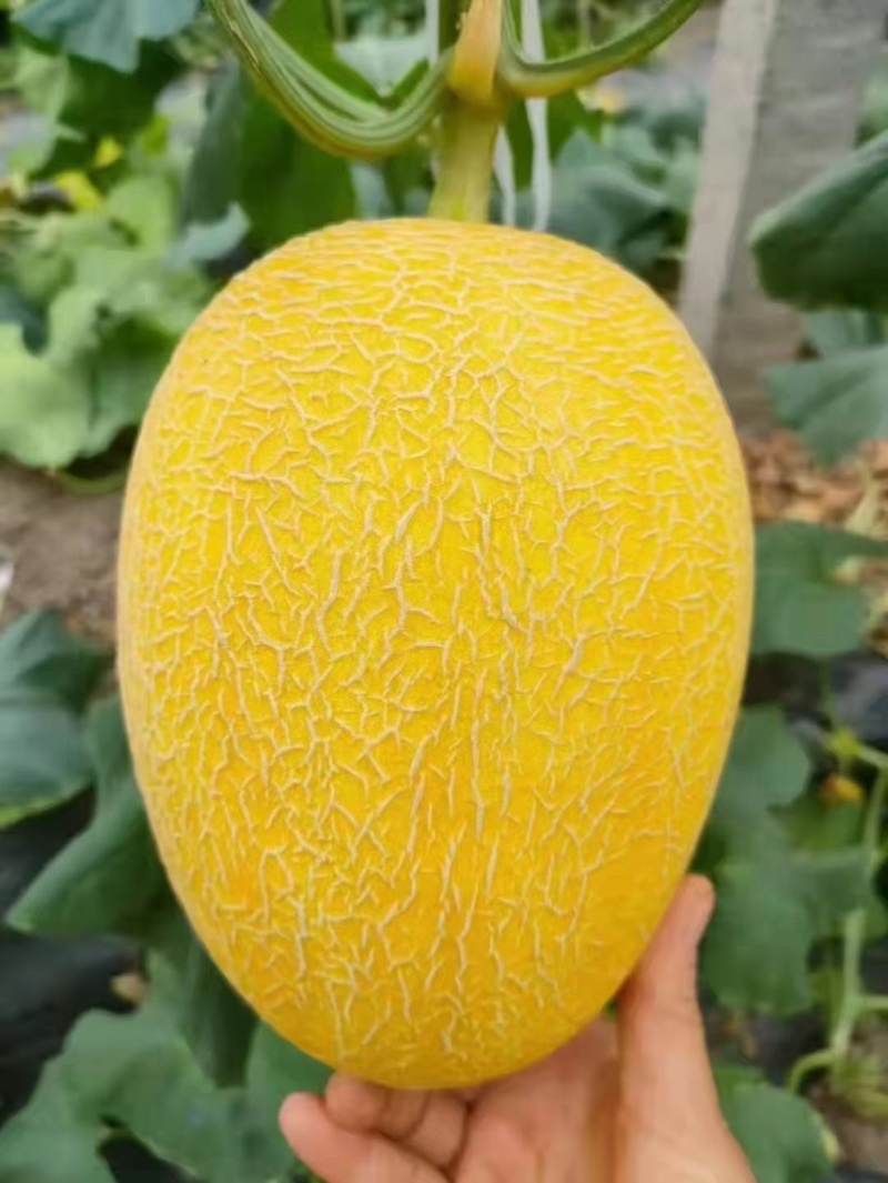 金玉香妃博洋61博洋9号小蜜25玉菇瑞红代收
