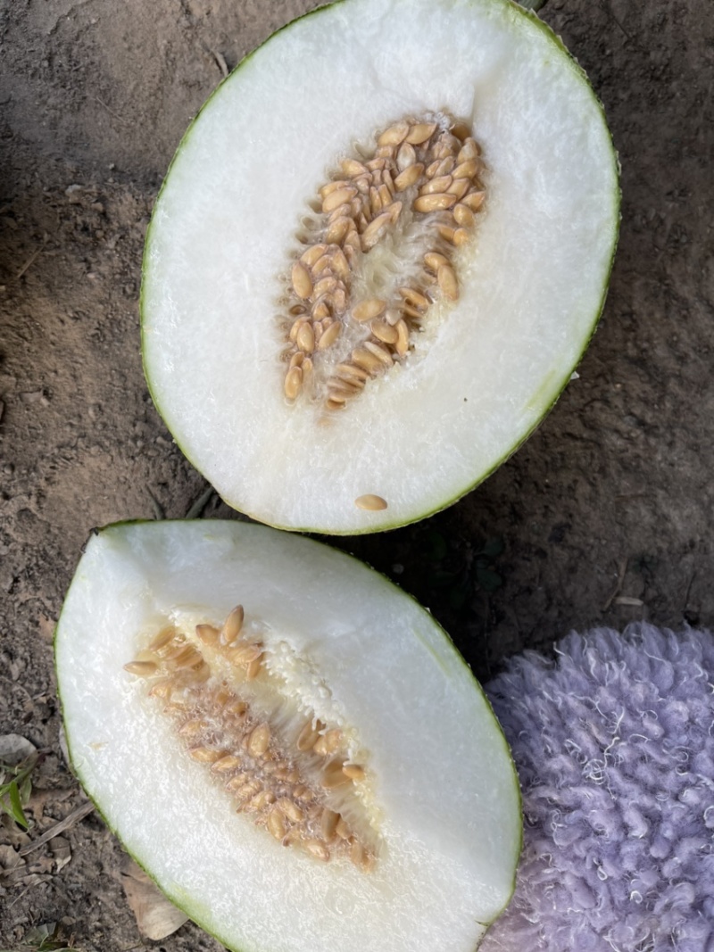 金玉香妃博洋61博洋9号小蜜25玉菇瑞红代收