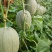 金玉香妃博洋61博洋9号小蜜25玉菇瑞红代收