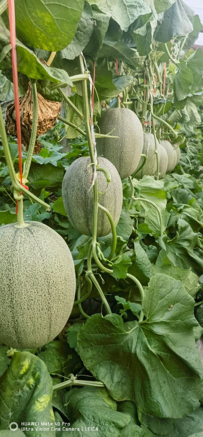 金玉香妃博洋61博洋9号小蜜25玉菇瑞红代收