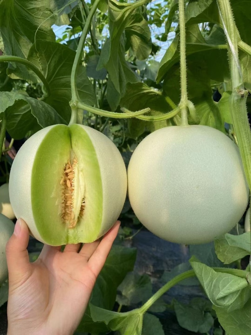 金玉香妃博洋61博洋9号小蜜25玉菇瑞红代收