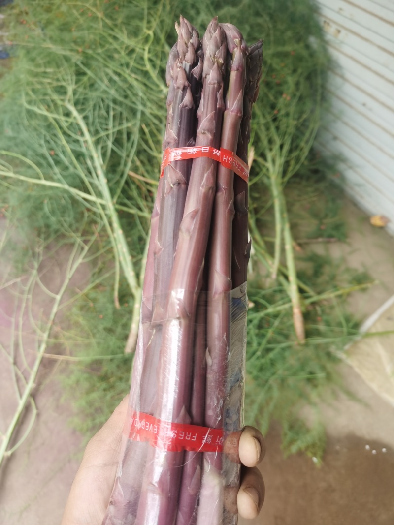 曹县特产紫色水果鲜芦笋每天现采基地直发新鲜