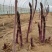 曹县特产紫色水果鲜芦笋每天现采基地直发新鲜