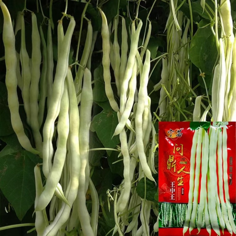 芸豆种宁芸王中王架豆种子品种白绿色条型顺直荚率高品种种子