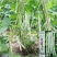 芸豆种宁芸王中王架豆种子品种白绿色条型顺直荚率高品种种子