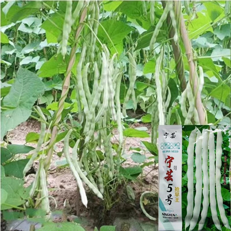 芸豆种宁芸王中王架豆种子品种白绿色条型顺直荚率高品种种子