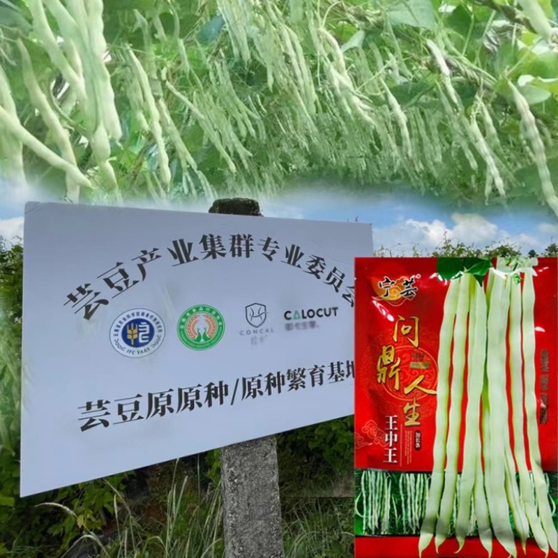 芸豆种宁芸王中王架豆种子品种白绿色条型顺直荚率高品种种子