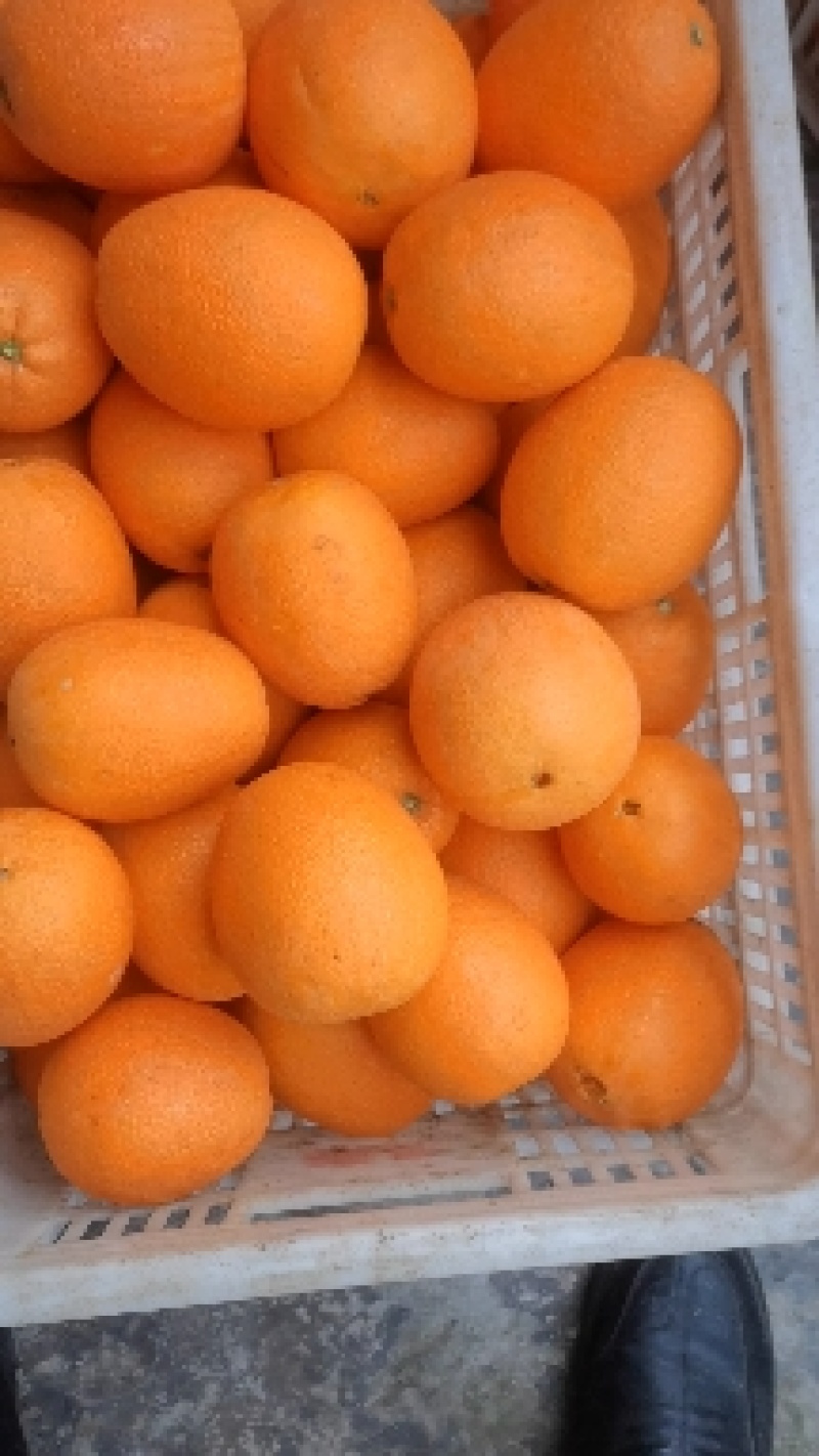 长虹，园虹