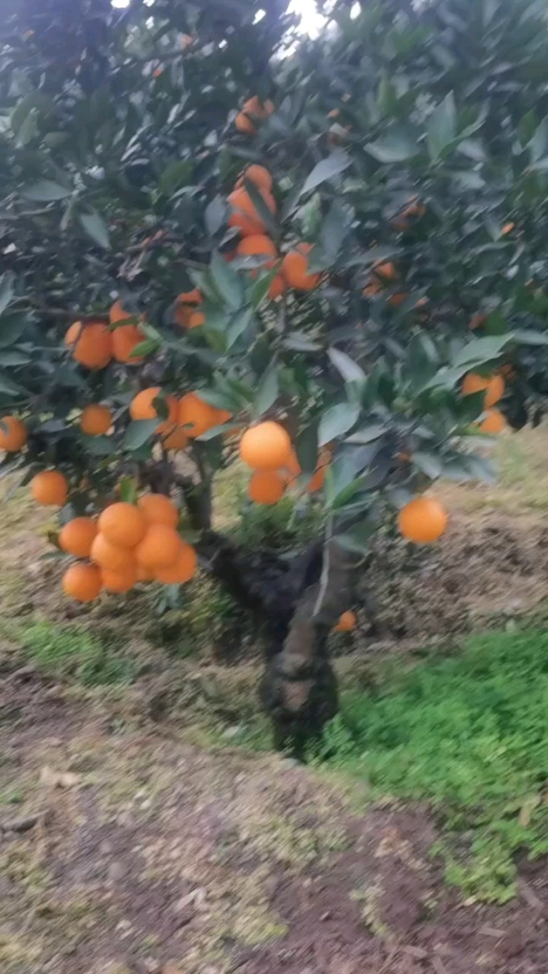 长虹，园虹