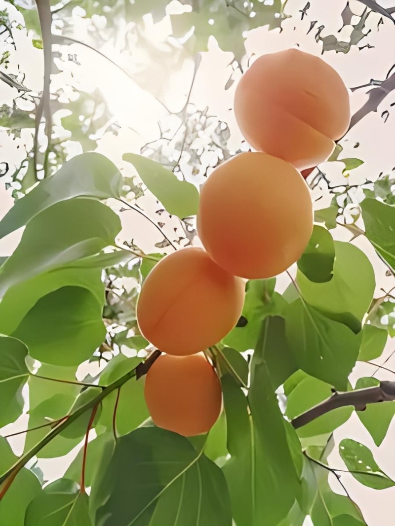 杏树销售