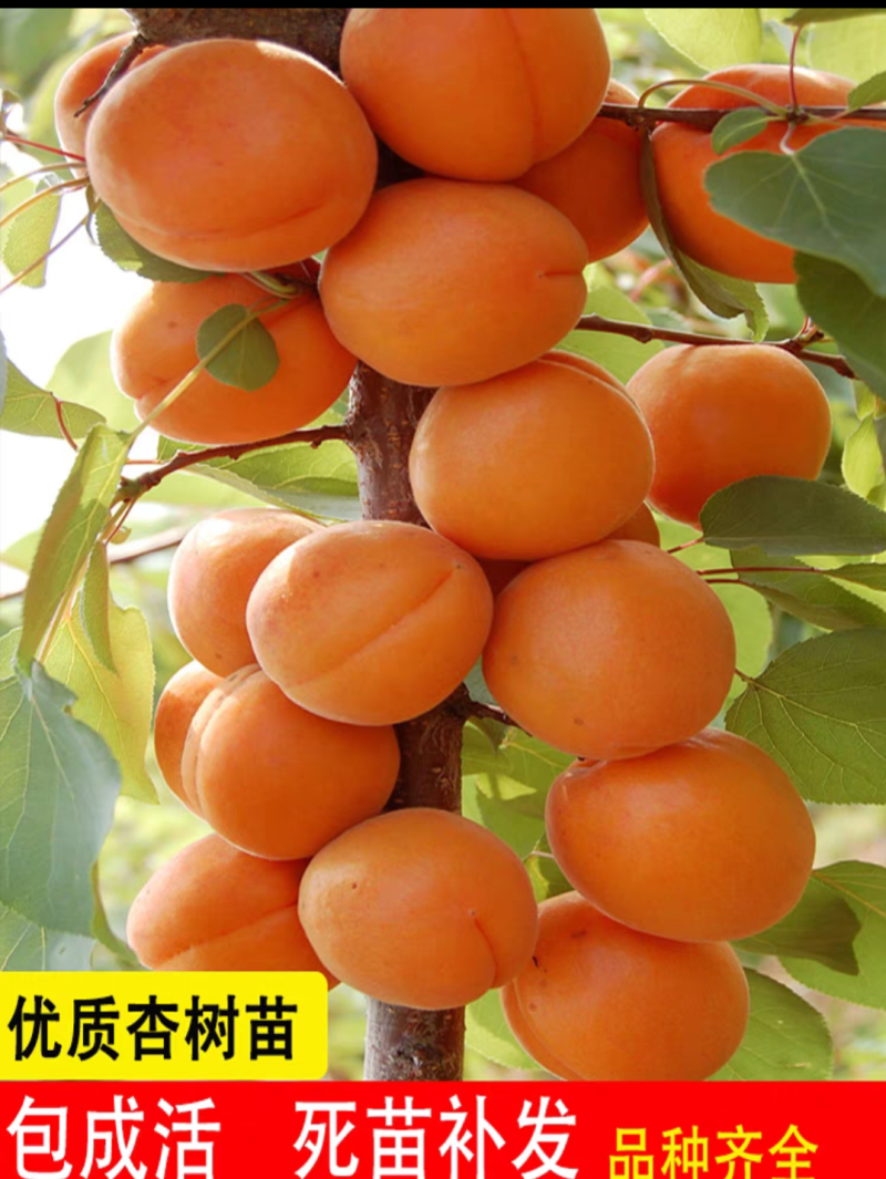 杏树销售