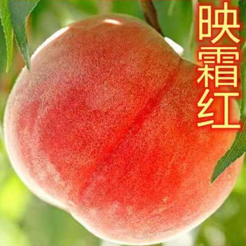 映霜红桃树苗大果新品种现挖现发包成活包结果死苗免费补发
