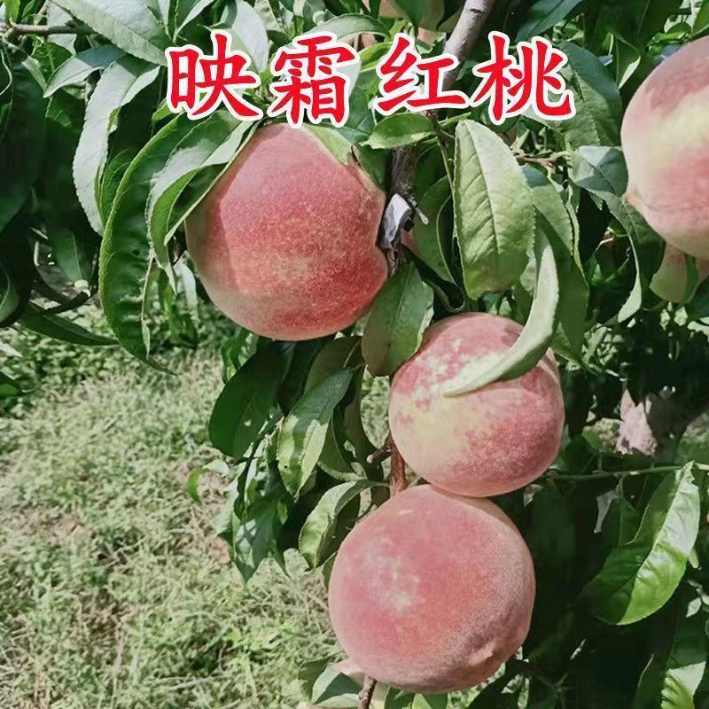 映霜红桃树苗大果新品种现挖现发包成活包结果死苗免费补发