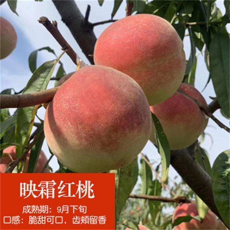 映霜红桃树苗大果新品种现挖现发包成活包结果死苗免费补发