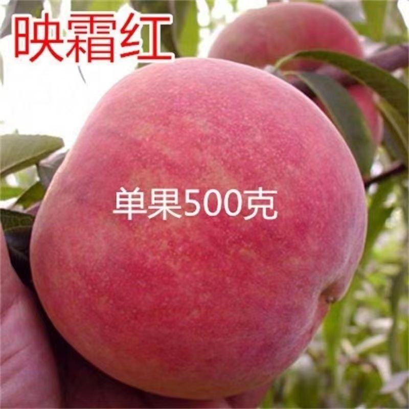 映霜红桃树苗大果新品种现挖现发包成活包结果死苗免费补发
