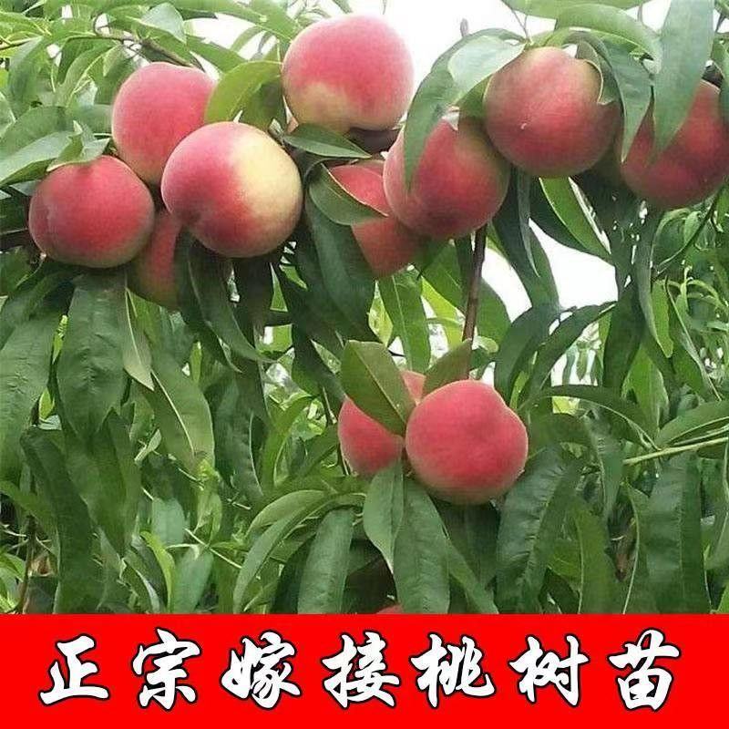 映霜红桃树苗大果新品种现挖现发包成活包结果死苗免费补发