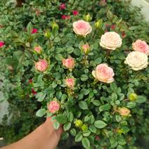 玫瑰，欧洲月季180盆苗，多年生品种齐全