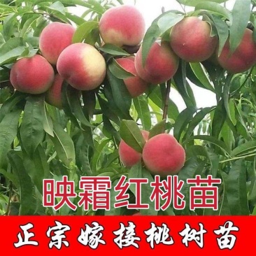映霜红桃树苗大果新品种现挖现发包成活包结果死苗免费补发