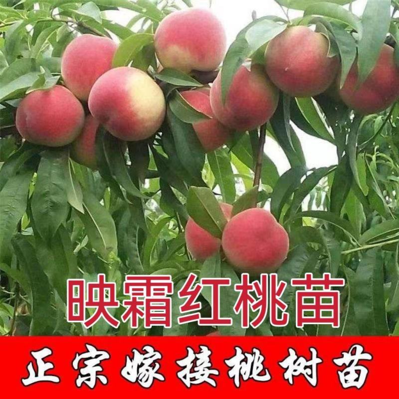 映霜红桃树苗大果新品种现挖现发包成活包结果死苗免费补发