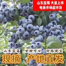 【产地】露天蓝莓大量上市价格便宜皮薄肉厚甘甜可口