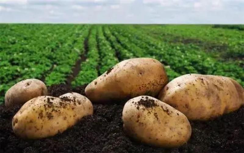 土豆种子荷兰十五土豆种子芽眼轻优质脱毒亩产高