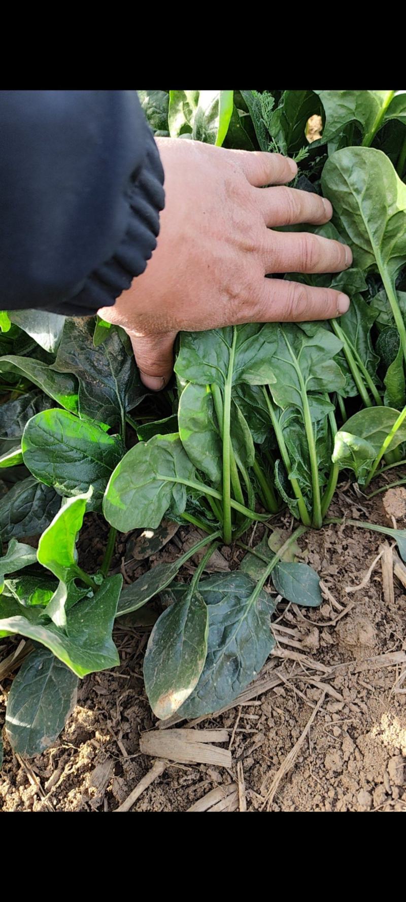 精品菠菜，质优价廉，大量供应中，全国发货