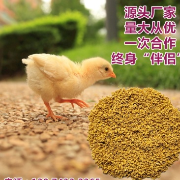 湖南小鸡全价配合饲料长肉快体质好厂家批发80斤（破碎料）