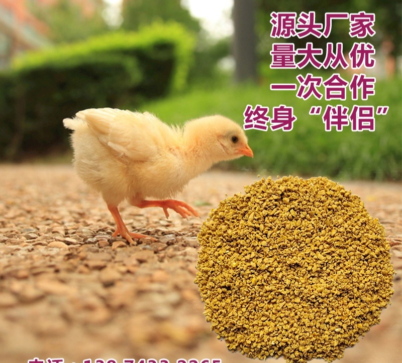 湖南小鸡全价配合饲料长肉快体质好厂家批发80斤（破碎料）
