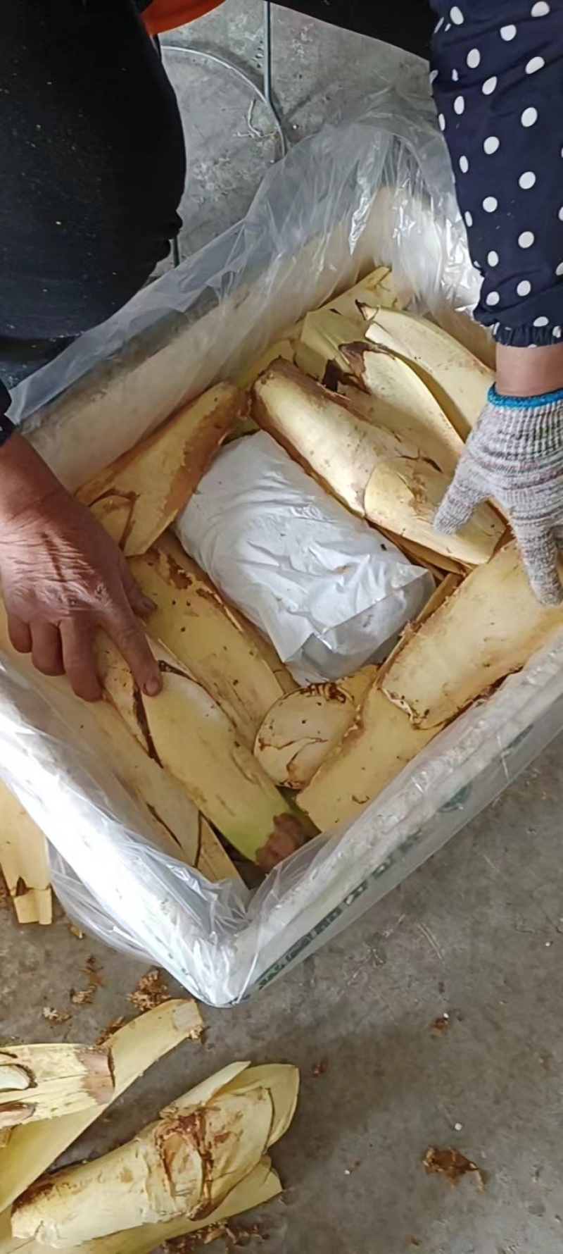 棕树籽