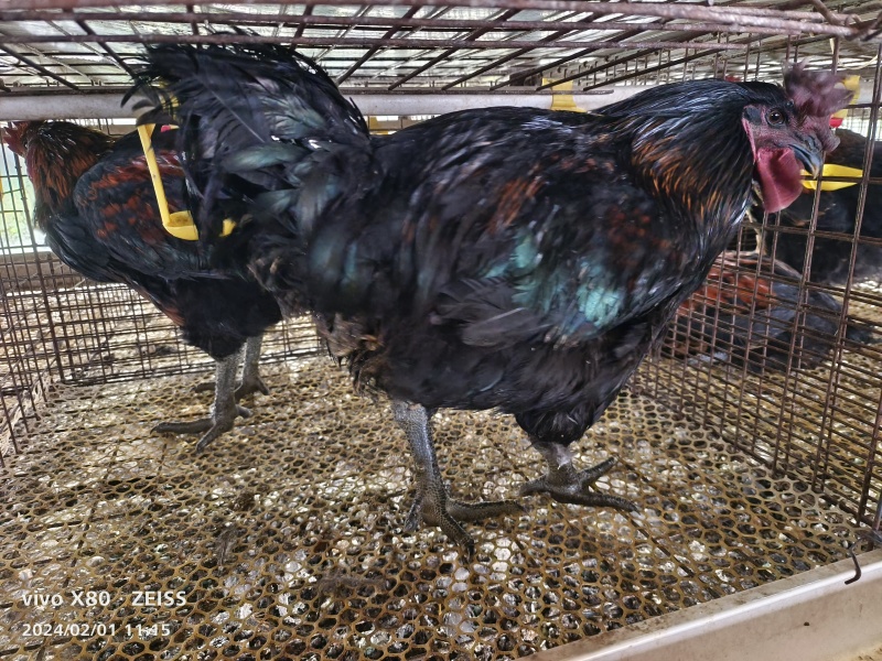 乌鸡活鸡，散养鸡，成品大鸡鸡