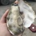 乳山生蚝全规格，产地直发，全国发货