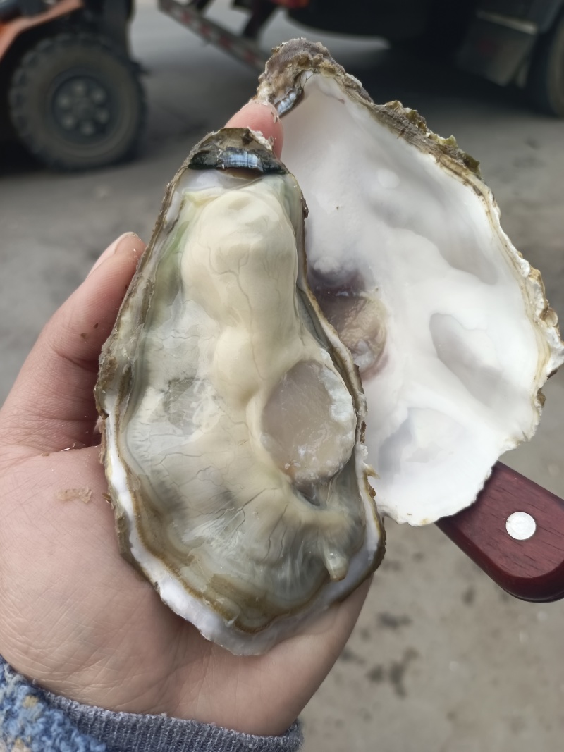 乳山生蚝全规格，产地直发，全国发货