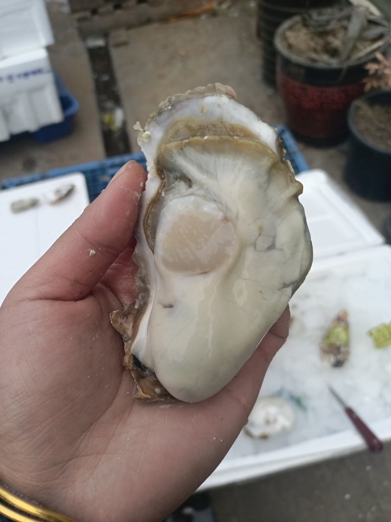 乳山生蚝全规格，产地直发，全国发货