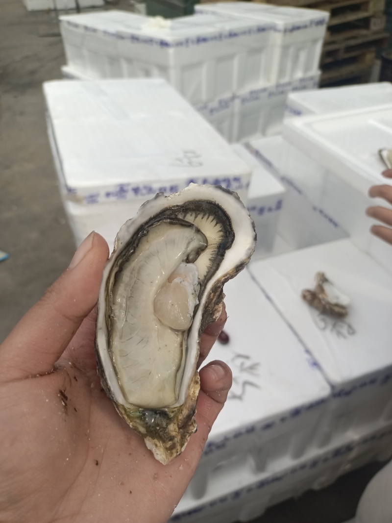 乳山生蚝全规格，产地直发，全国发货
