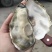乳山生蚝全规格，产地直发，全国发货