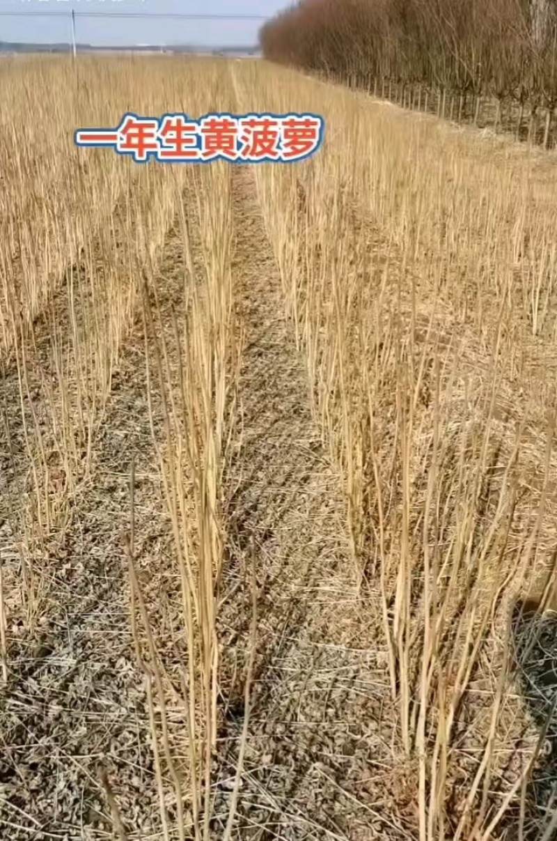 黄柏（黄菠萝）播种苗