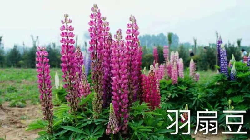 鲁冰花夜夜想起妈妈的话闪闪的泪光鲁冰花非常喜闻乐见的花