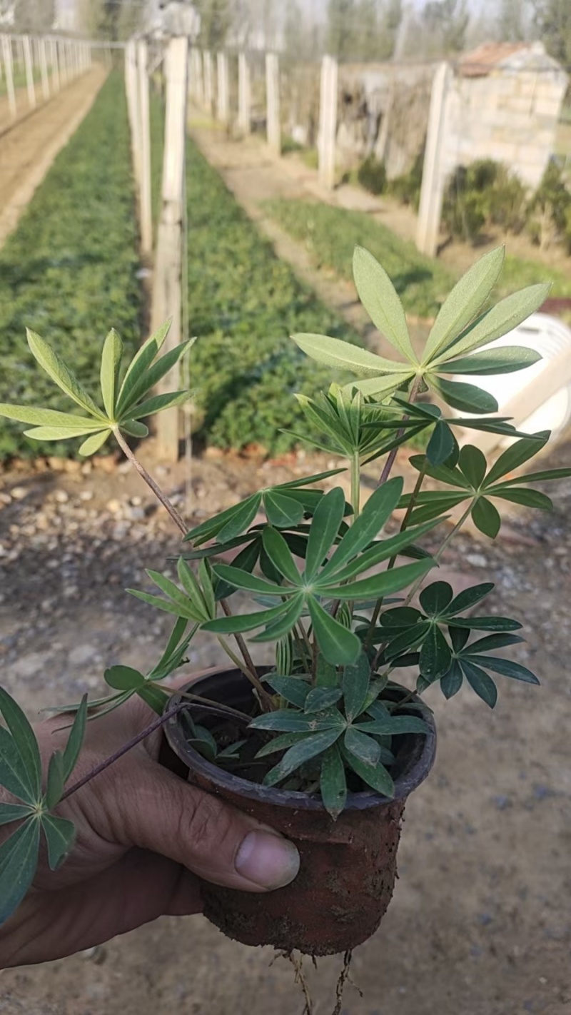 鲁冰花夜夜想起妈妈的话闪闪的泪光鲁冰花非常喜闻乐见的花