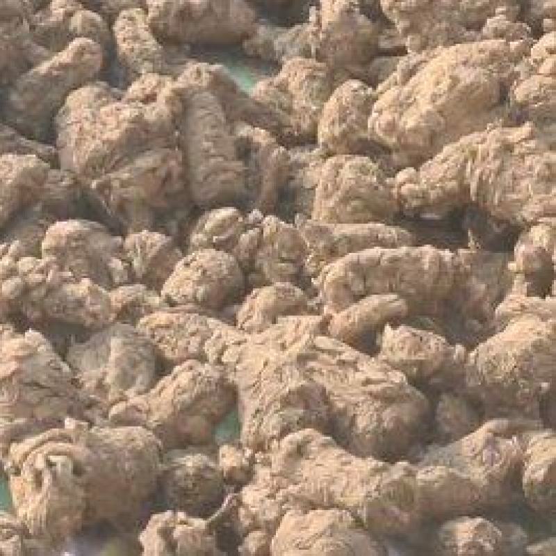 甘肃无硫当归产地直发质量保证货源充足欢迎进店咨询