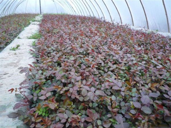 雏菊种植基地航拍图