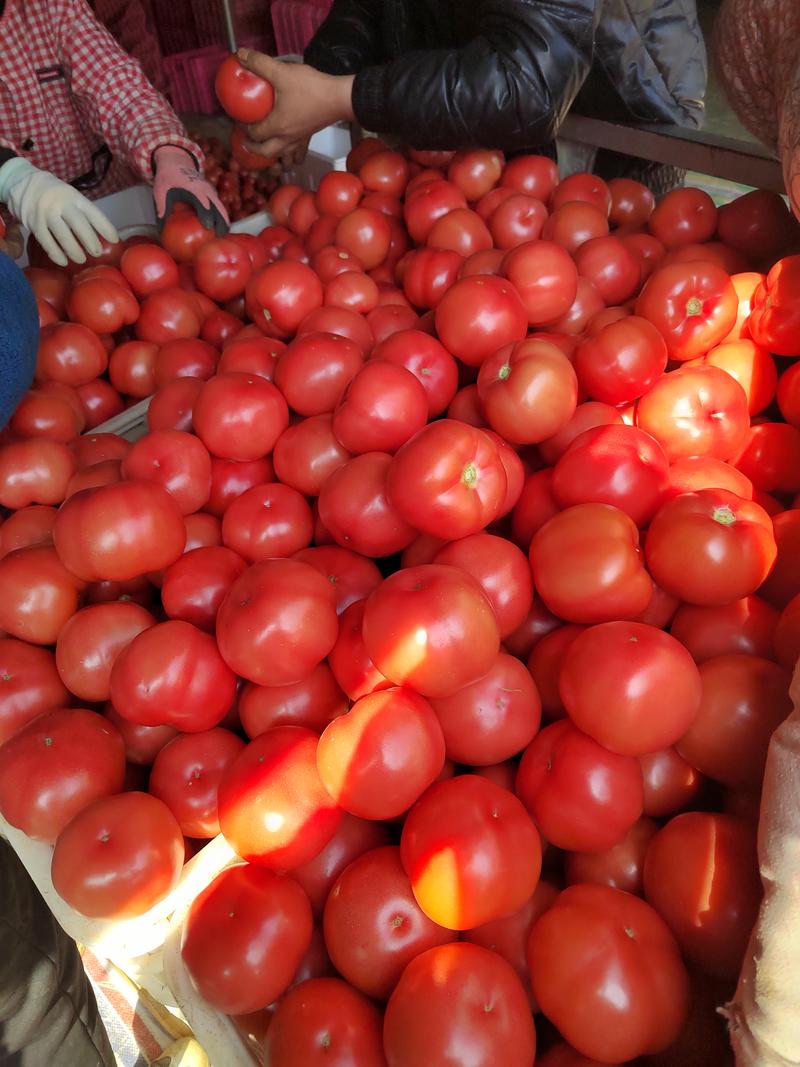 山东菏泽硬粉西红柿番茄产地基地电商市场商超
