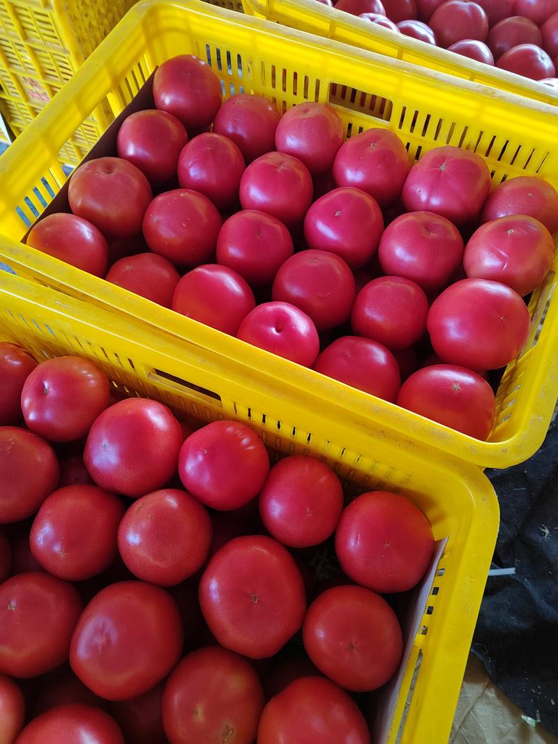 山东菏泽硬粉西红柿番茄产地基地电商市场商超