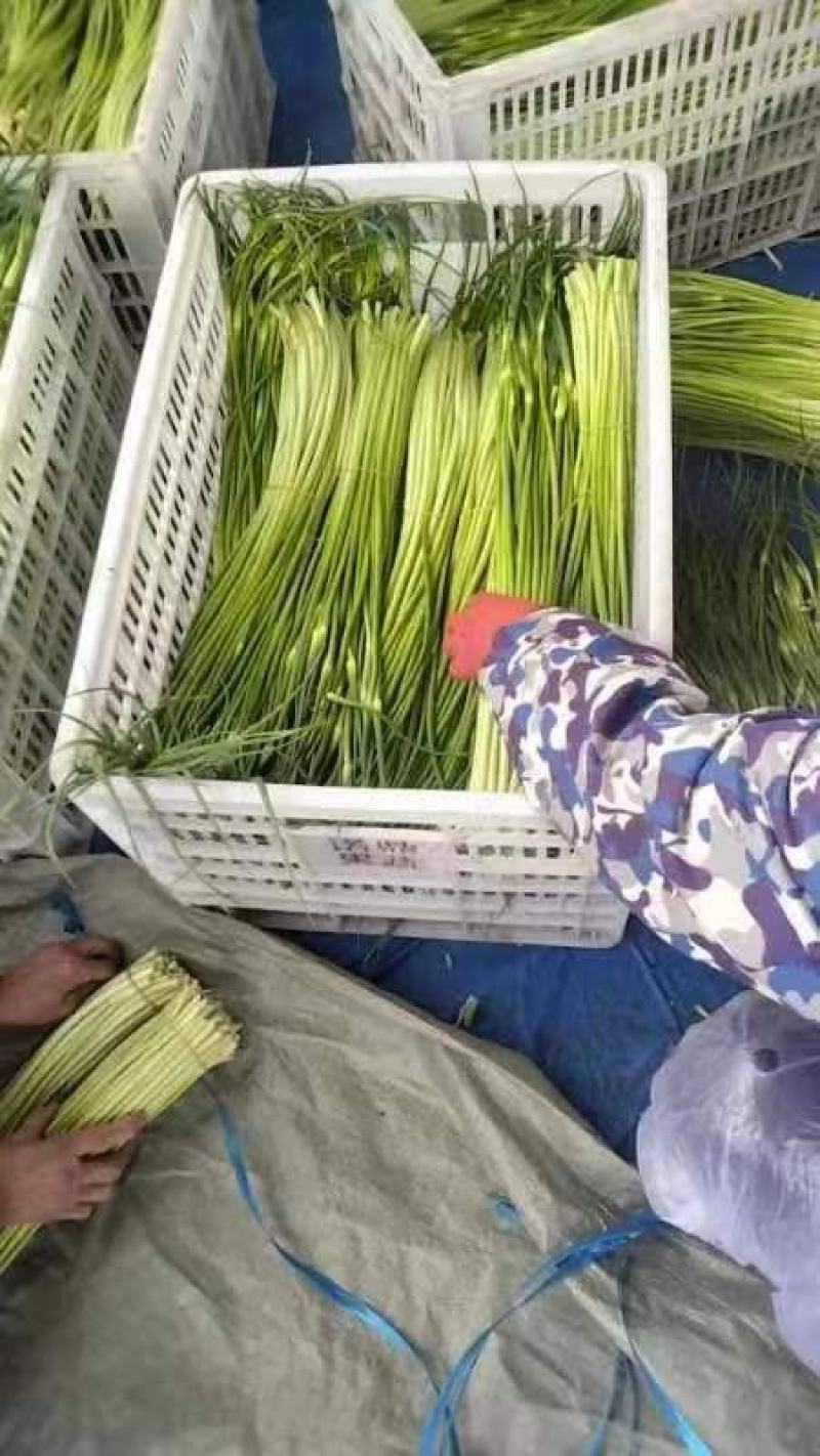 蒜苔，白帽蒜薹，产地一条龙服务，量大从优，欢迎订购