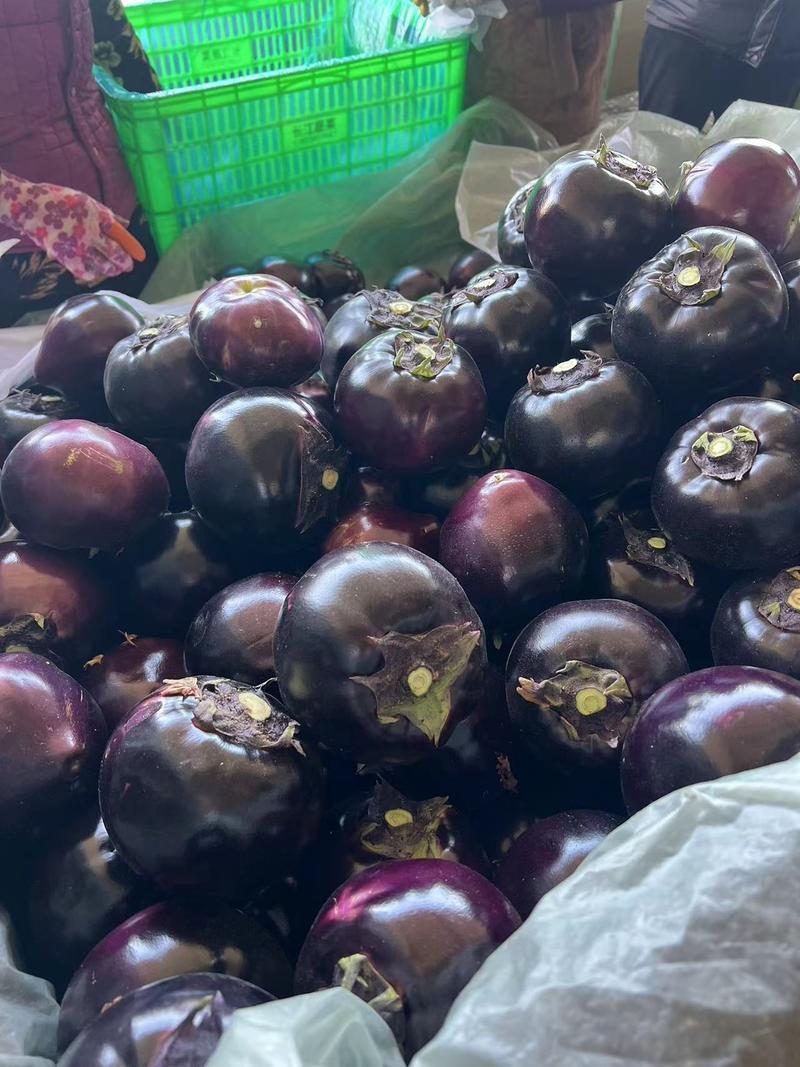 山东聊城一手货源紫光圆茄对接全国市场量大从优欢迎采购