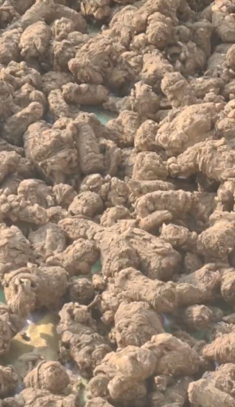 甘肃无硫当归产地直发质量保证货源充足欢迎进店咨询
