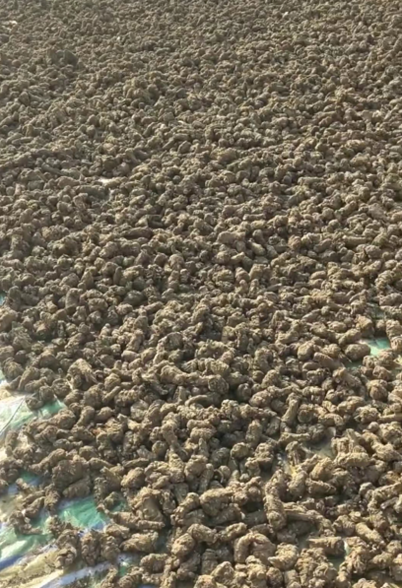 甘肃无硫当归产地直发质量保证货源充足欢迎进店咨询