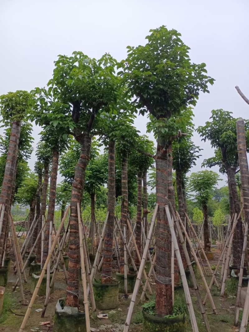 骨架/全冠/杀头秋枫基地直销规格齐全欢迎老板来电咨询