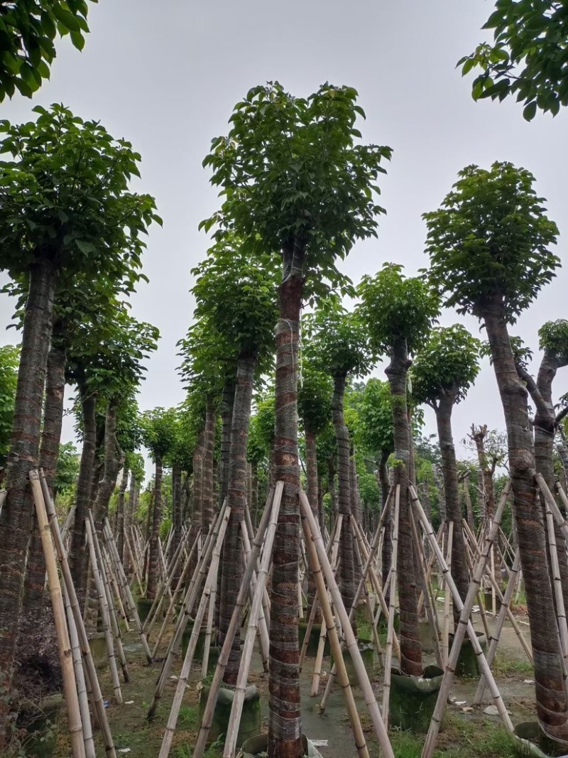 骨架/全冠/杀头秋枫基地直销规格齐全欢迎老板来电咨询